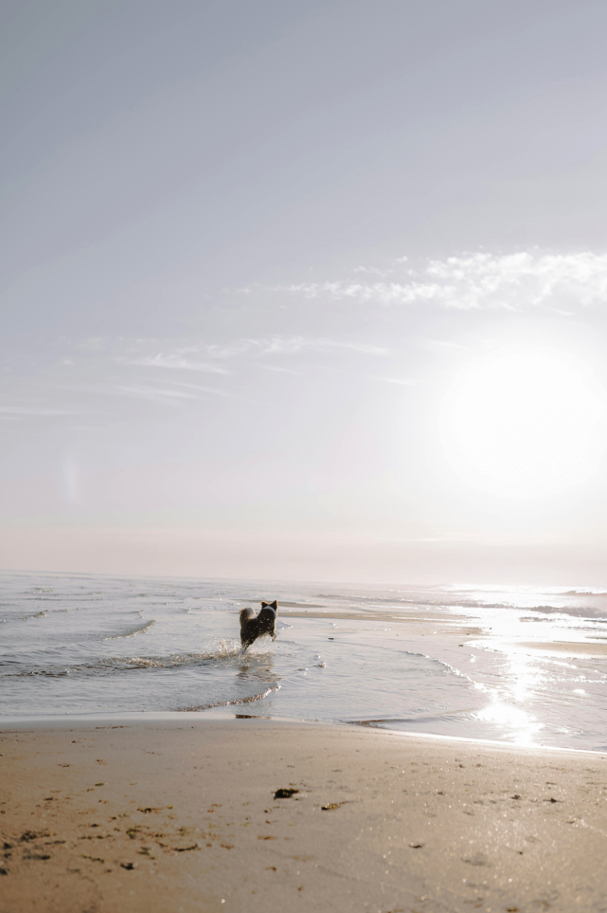 A dog running in the beach